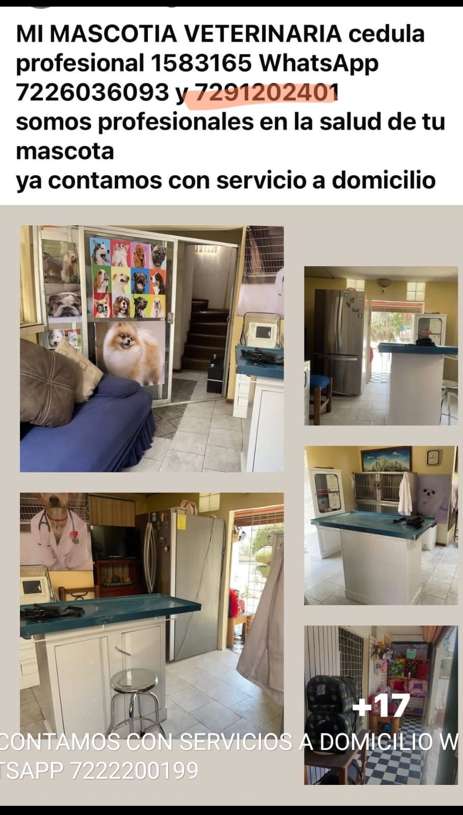 Collage de servicios veterinarios